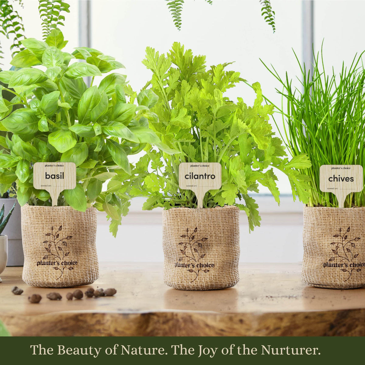Planters' Choice expandable soil disc filling pots with water