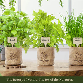 Planters' Choice expandable soil disc filling pots with water