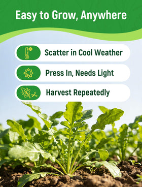 PLANTMEW Arugula seeds thrives in cool-season gardens and containers.