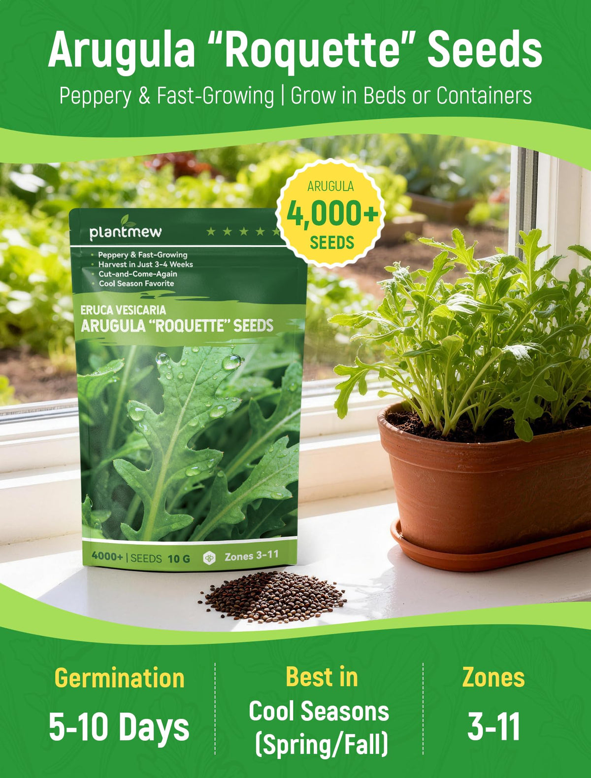 PLANTMEW Arugula seeds in garden bed ready for 3-4 week harvest.