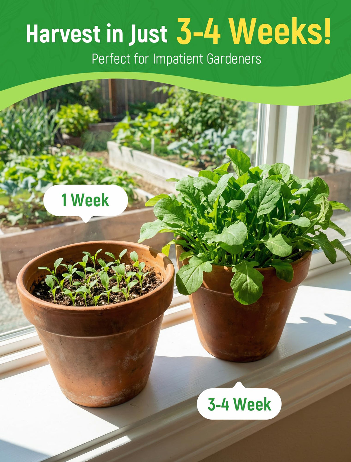 PLANTMEW Arugula seeds indoors or outdoors on a sunny windowsill.