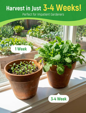 PLANTMEW Arugula seeds indoors or outdoors on a sunny windowsill.