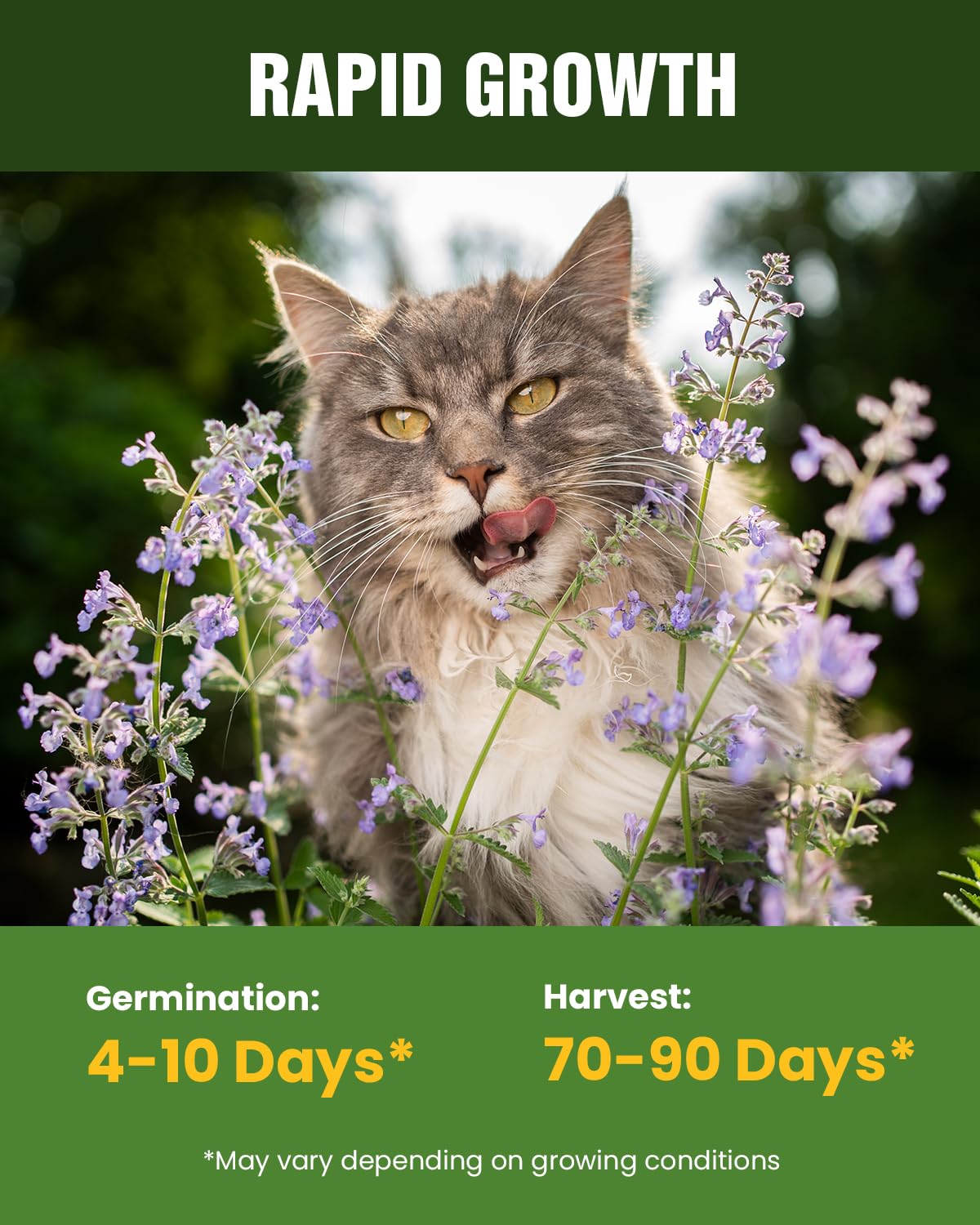 PLANTMEW hairball fiber-relief greens may support natural hairball management.