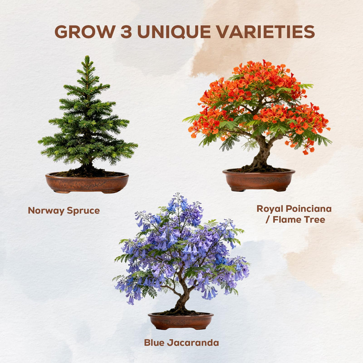 PLANTMEW bonsai eco-friendly pots included for sustainable growth