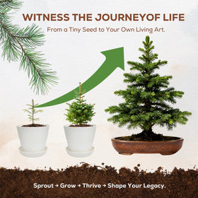 PLANTMEW step-by-step guide supports beginner-friendly care