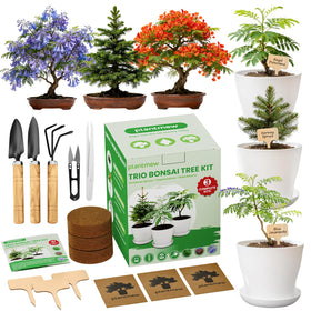 PLANTMEW Jacaranda bonsai starter kit box front for beginners