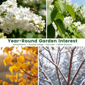 PLANTMEW pollinator-friendly blooms attract bees and butterflies.