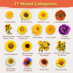 PlantMEW sunflower variety mix 17+ varieties for colorful garden display.