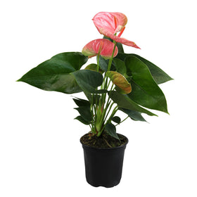 Plants for Pets glossy green anthurium leaves glow in indirect light.