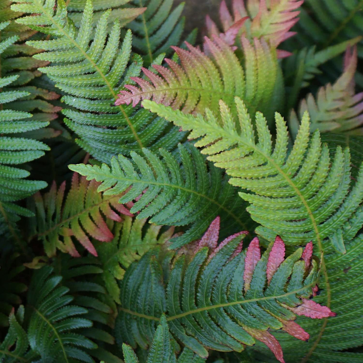 Plants for Pets Autumn fern edging border along a patio, adding texture and depth.