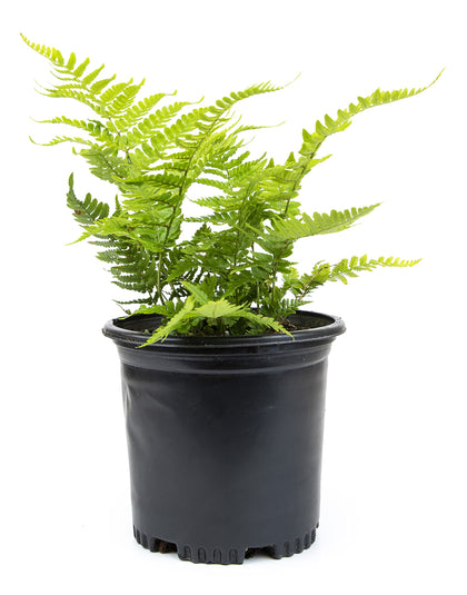 Plants for Pets Autumn fern frond closeup showing copper-red new growth for shade gardens.