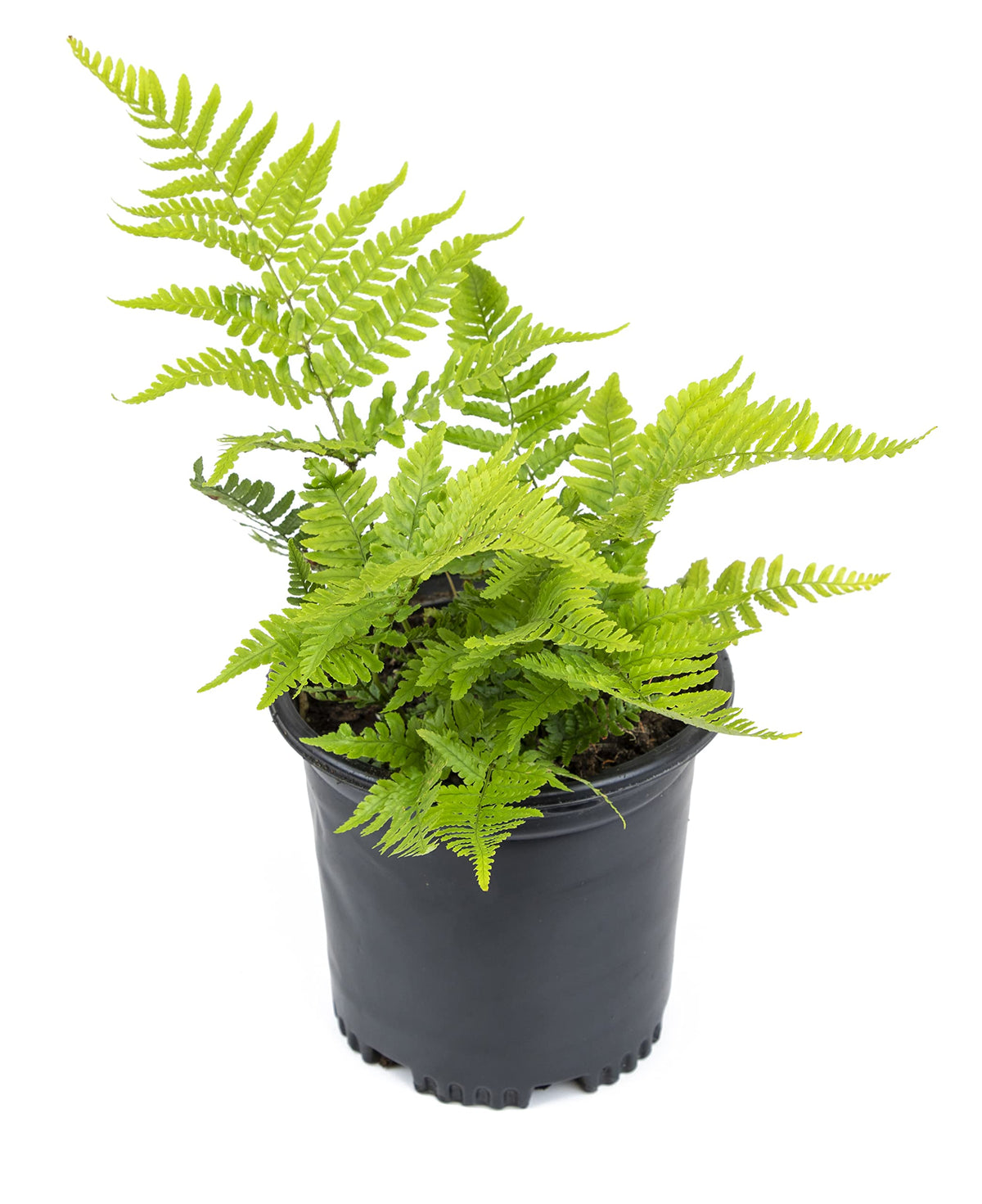Plants for Pets Autumn fern in a 1-gallon pot ready to plant along a woodland border.