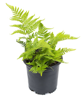 Plants for Pets Autumn fern in a 1-gallon pot ready to plant along a woodland border.