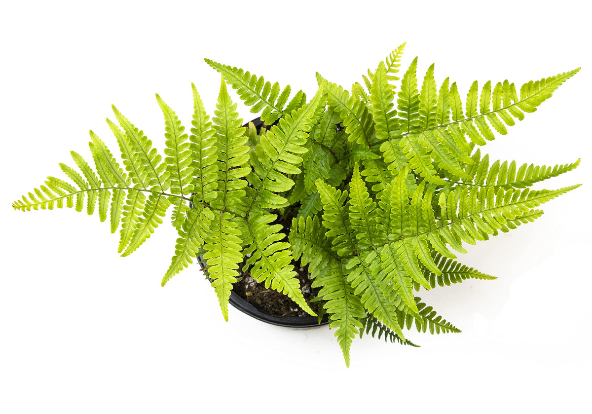 Plants for Pets Autumn fern adds dense shade ground cover in a woodland border.