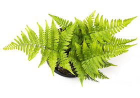 Plants for Pets Autumn fern adds dense shade ground cover in a woodland border.