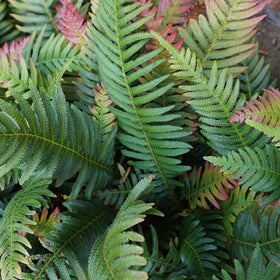 Plants for Pets Autumn fern sori detail highlighting red-brown spore clusters in fall.