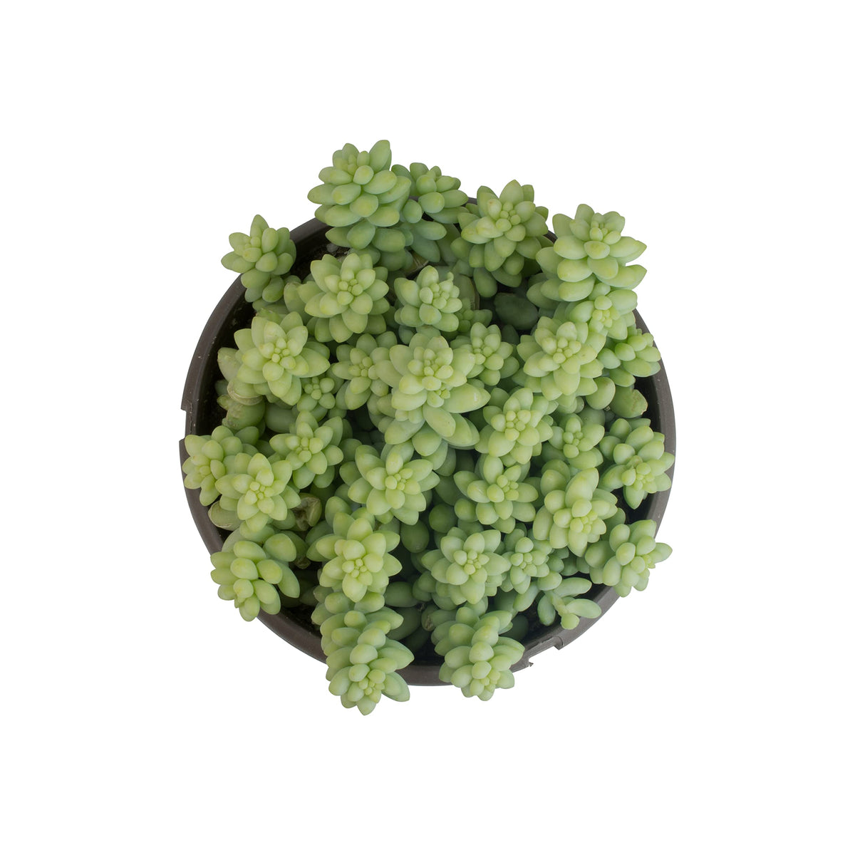 Plants for Pets Burro's Tail trailing succulent for stylish space accent