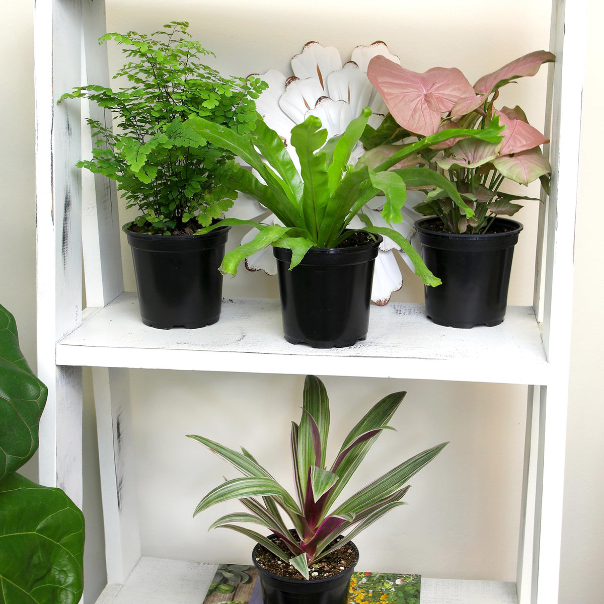 Plants for Pets care code on pot—quick tips for light needs and watering.