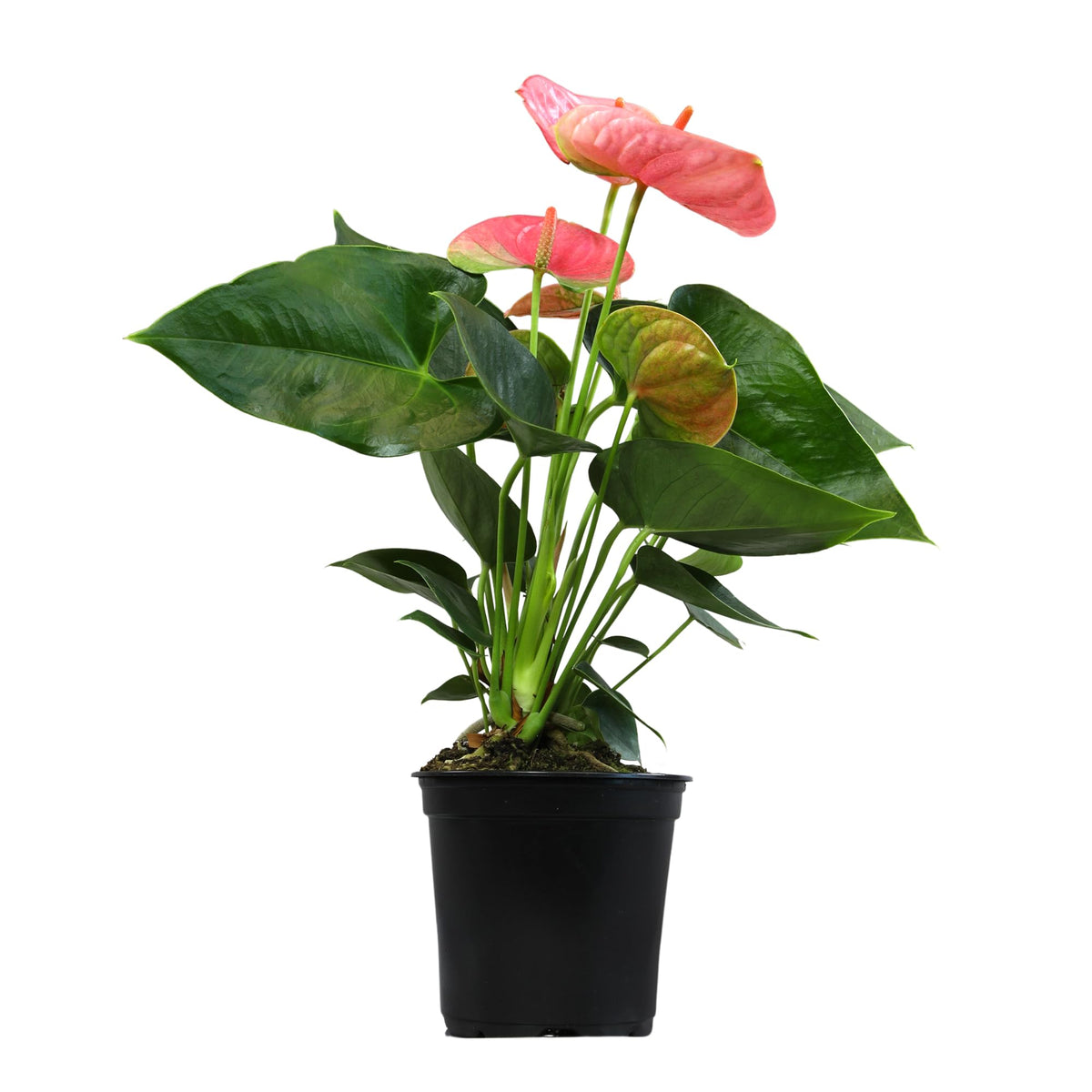 Plants for Pets care tips: indirect light and evenly moist soil.