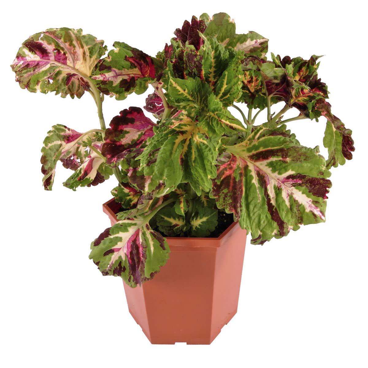 Plants for Pets Coleus Kong Jr border planting provides focal color.