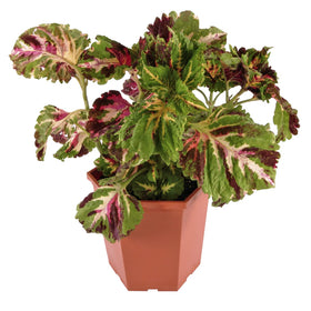 Plants for Pets Coleus Kong Jr border planting provides focal color.