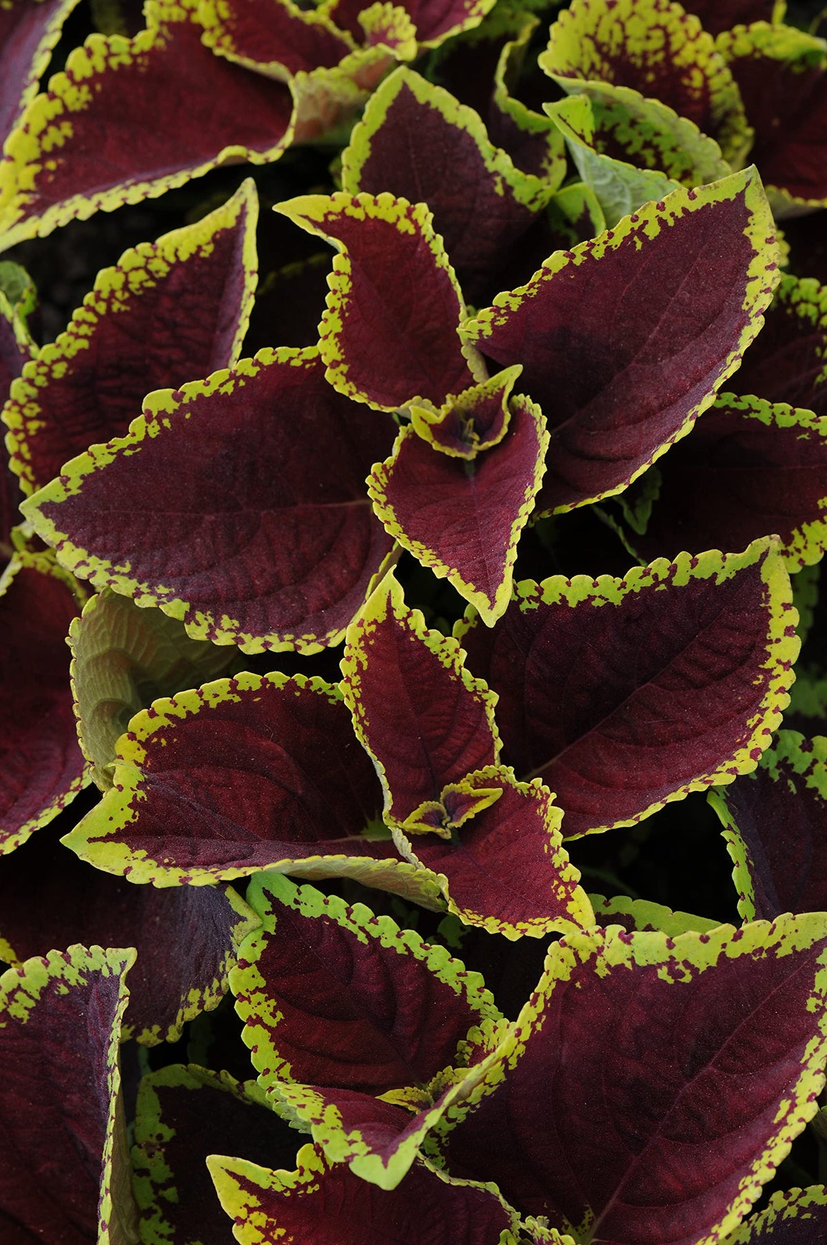 Plants for Pets Coleus Kong Jr hanging basket boosts shade color.