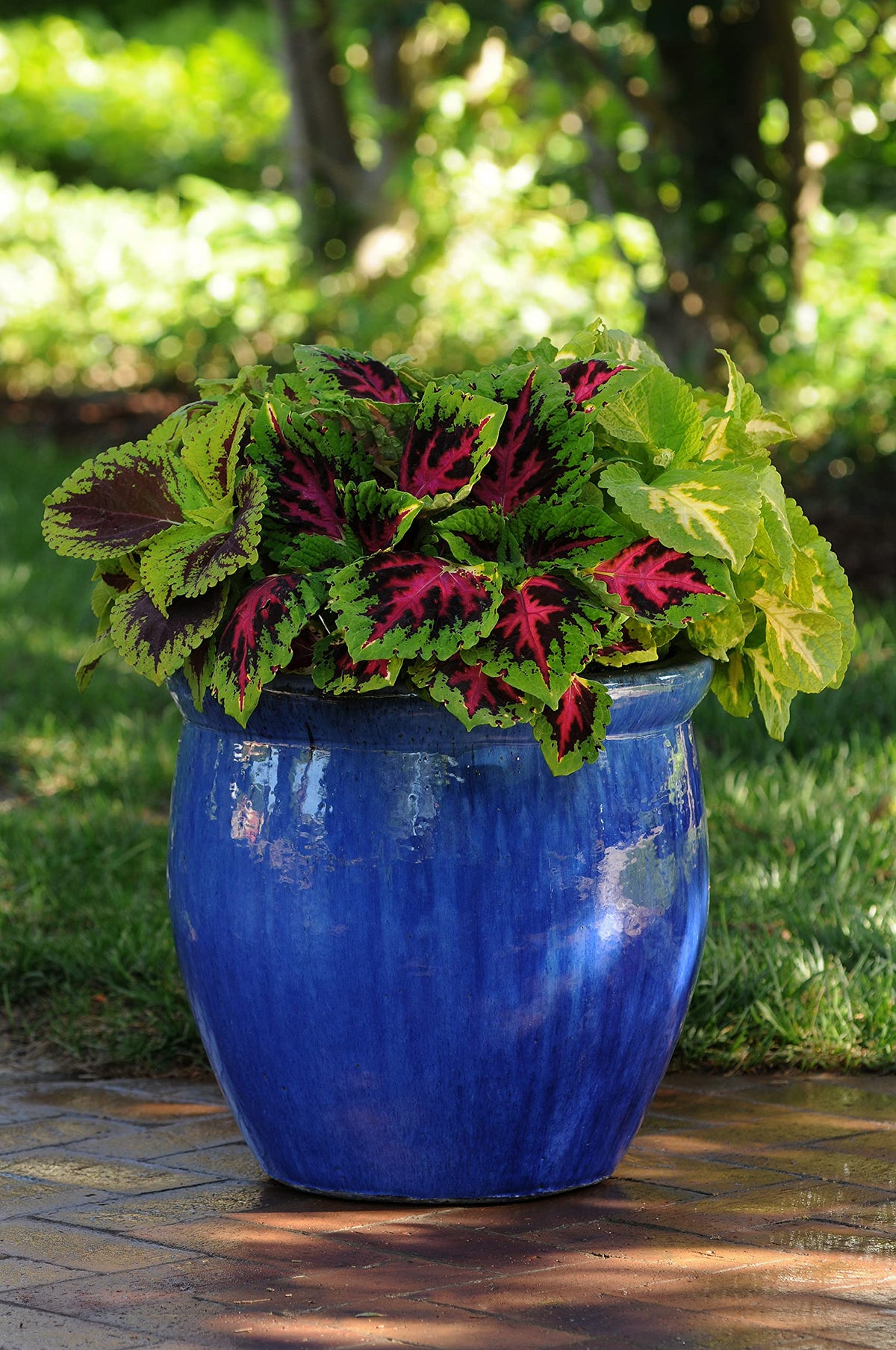 Plants for Pets Coleus Kong Jr patio planter adds vibrant color.