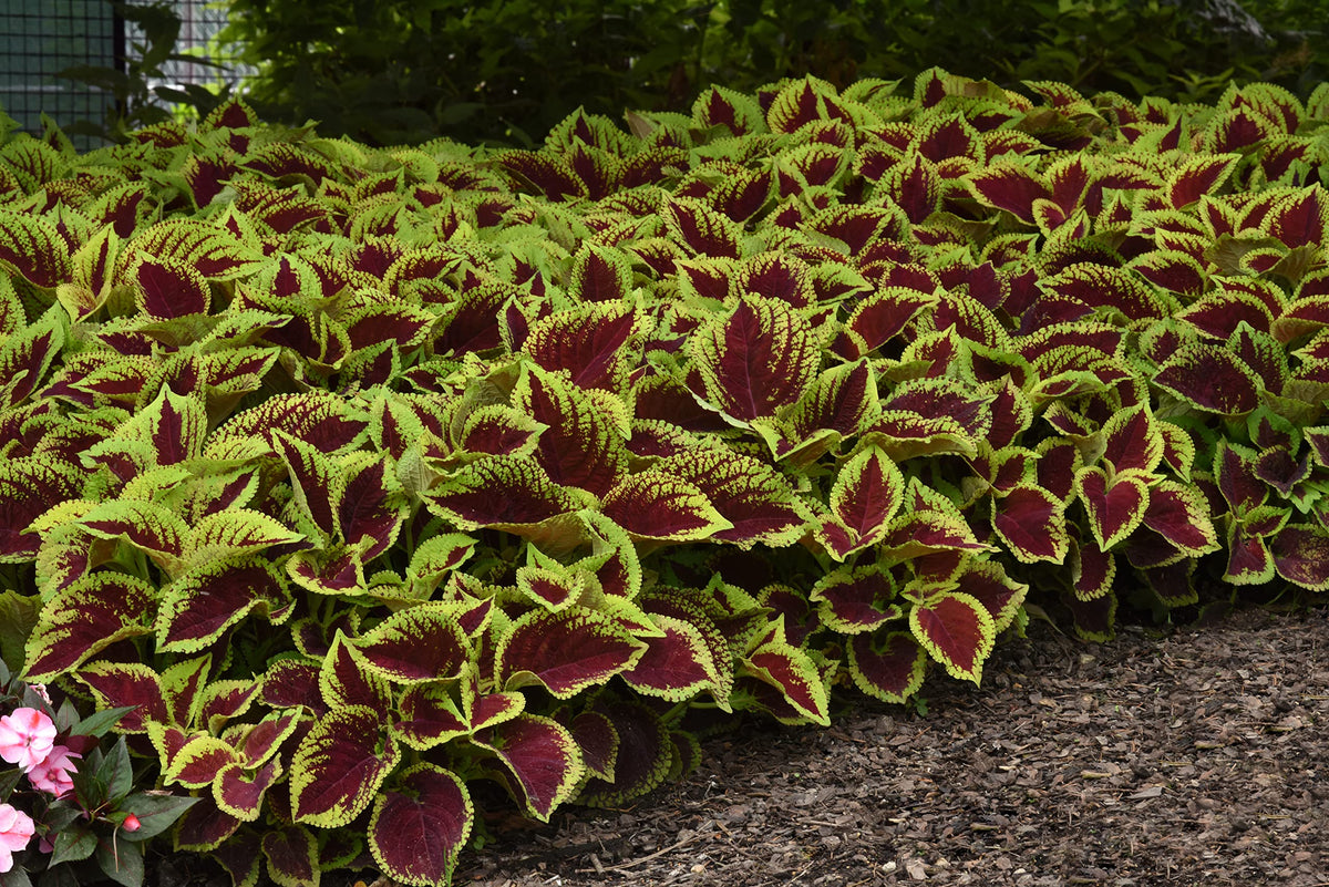 Plants for Pets Coleus Kong Jr shade bed display adds color.