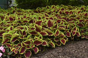 Plants for Pets Coleus Kong Jr shade bed display adds color.