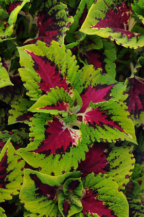 Plants for Pets Coleus Kong Jr under-tree display brightens shade.