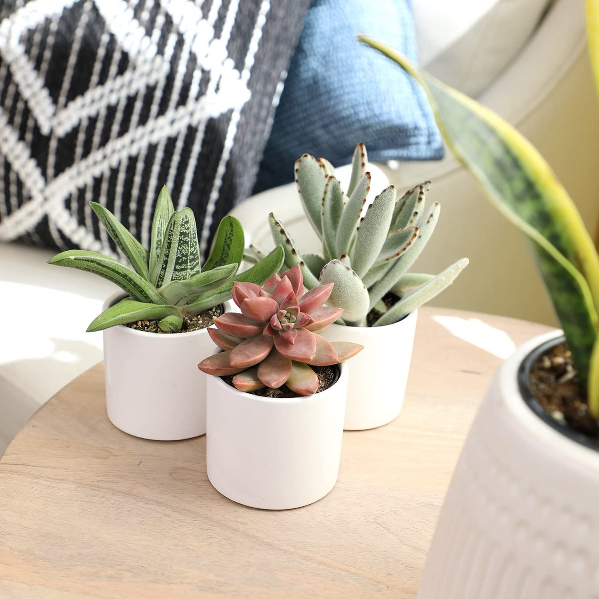 Plants for Pets colorful succulents with varied textures for indoor displays.