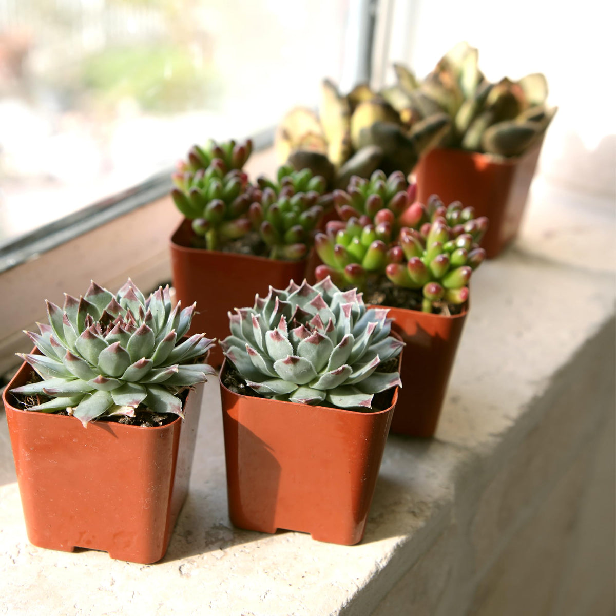 Plants for Pets desk office succulents offer compact greenery for workspaces.
