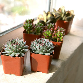 Plants for Pets desk office succulents offer compact greenery for workspaces.