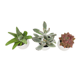 Plants for Pets office desk succulents add fresh, low-water beauty.