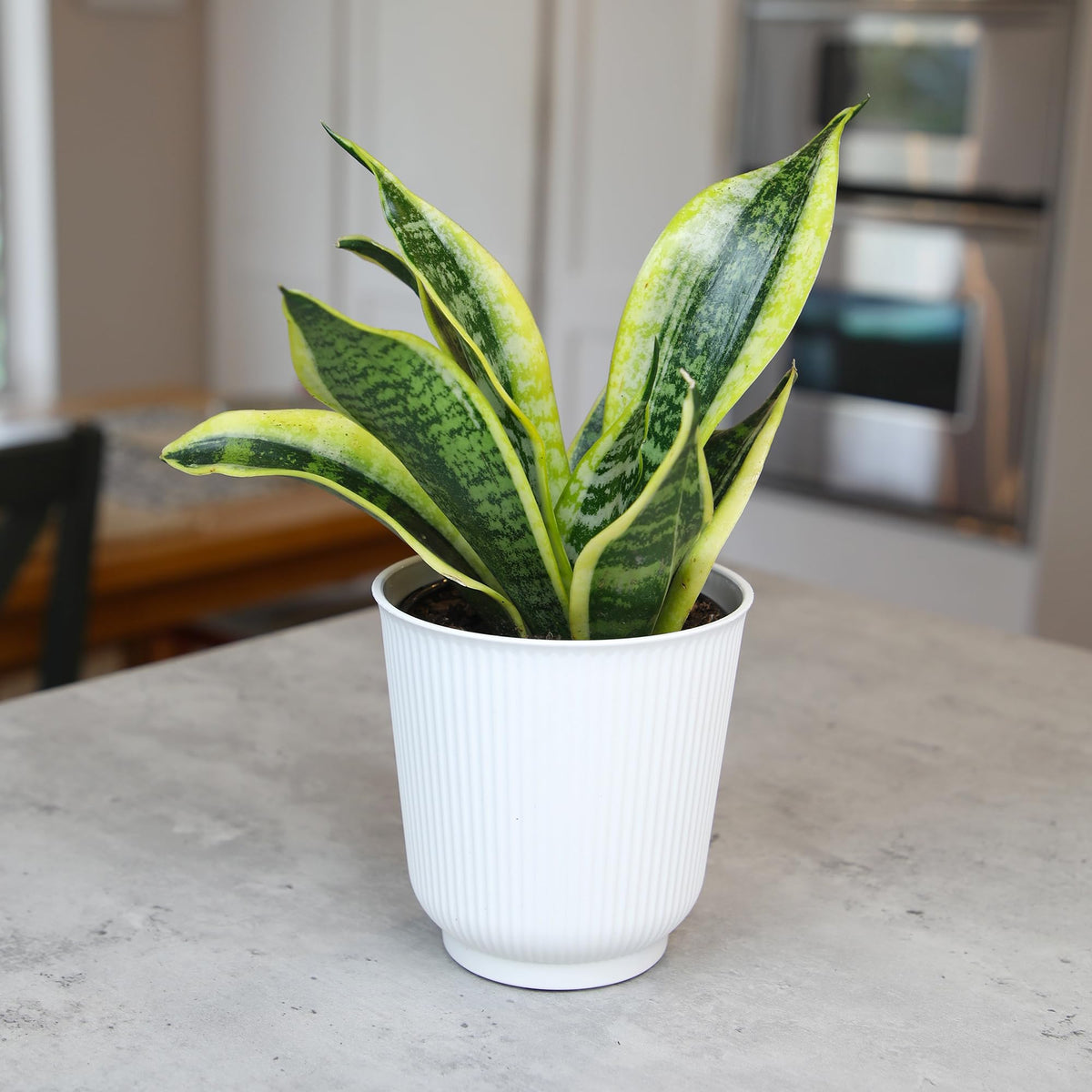 Plants for Pets drought tolerant indoor plant for busy homes
