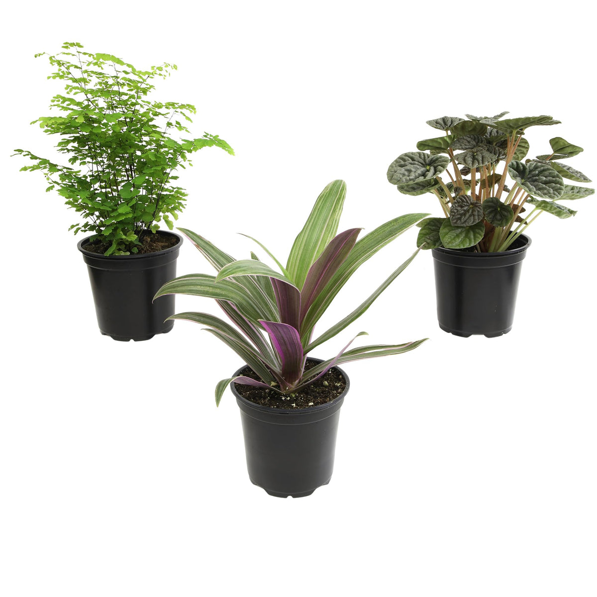 Plants for Pets essential collection 3pk in pots—a stylish trio for easy home decor.