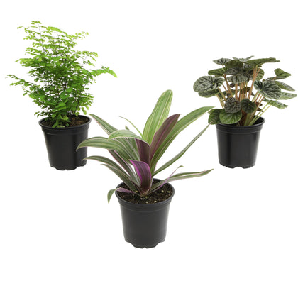 Plants for Pets essential collection 3pk in pots—a stylish trio for easy home decor.