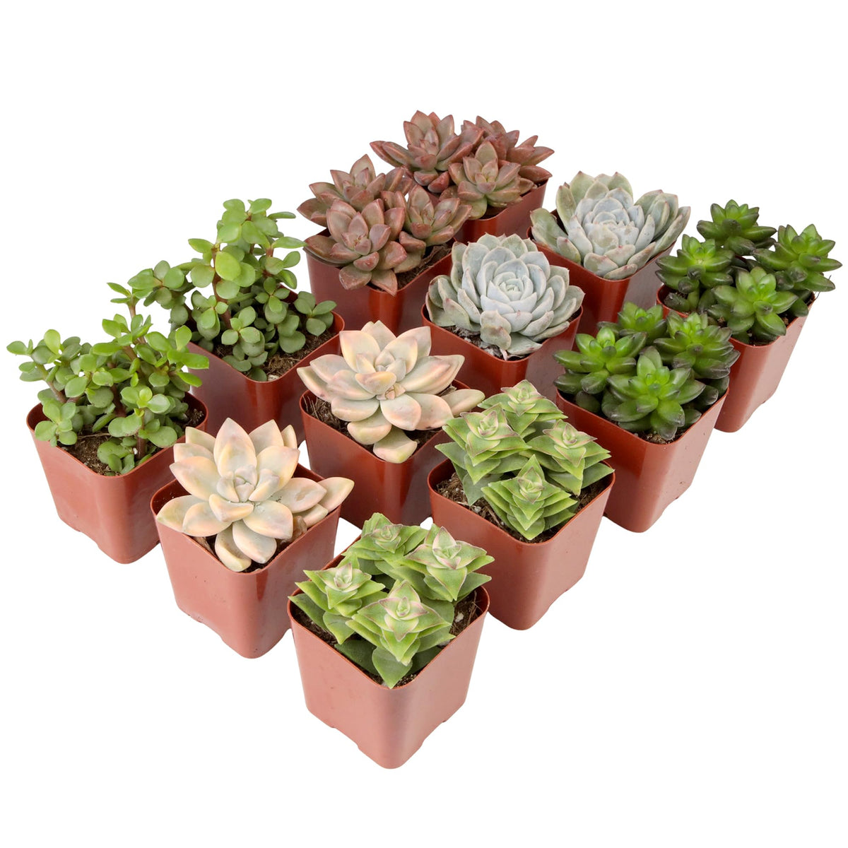Plants for Pets gift-ready succulents: thoughtful, lasting green gifts for others.