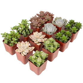Plants for Pets gift-ready succulents: thoughtful, lasting green gifts for others.