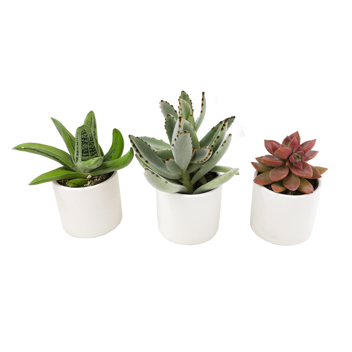 Plants for Pets glazed white pot close-up highlighting a modern accent.