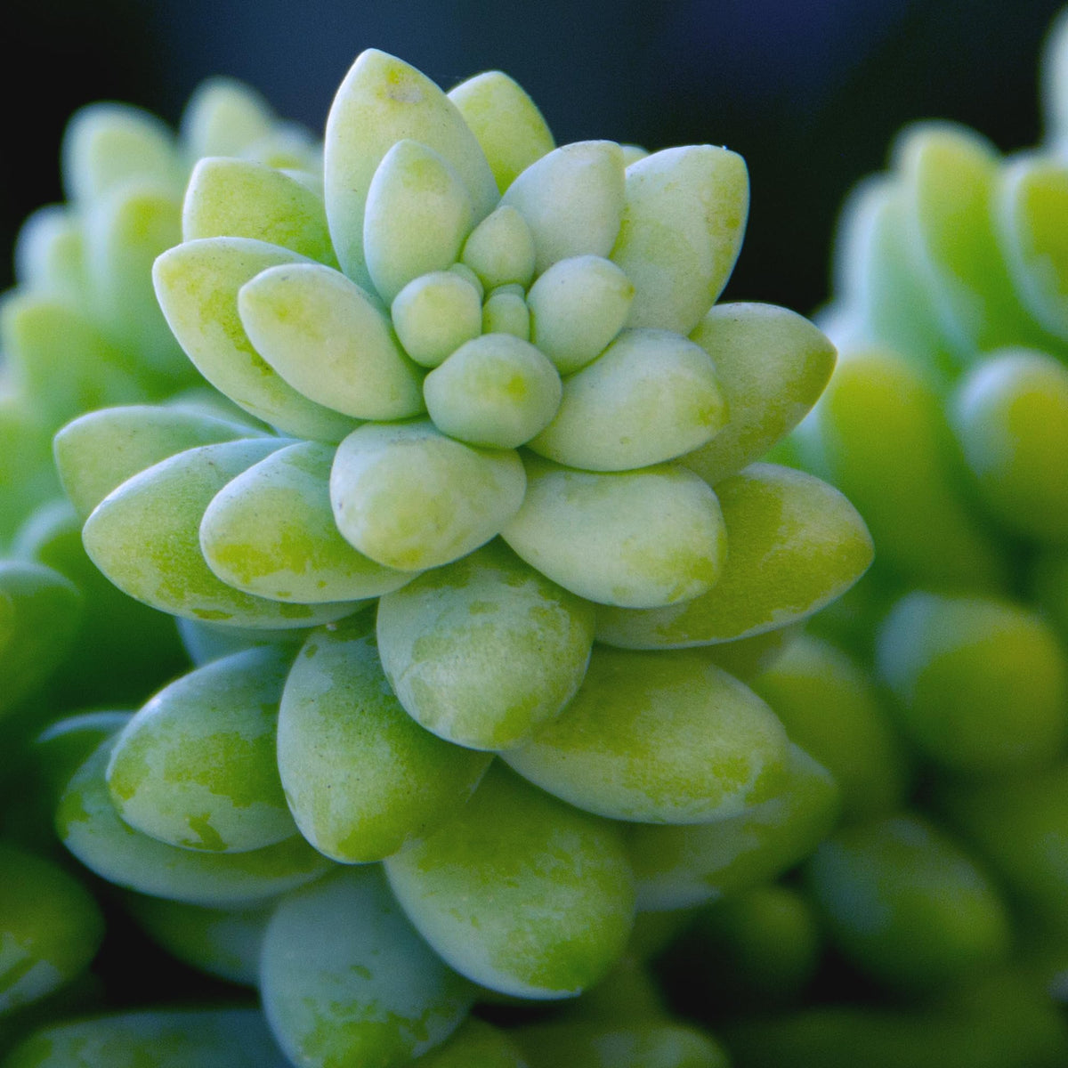 Plants for Pets Hanging succulent display featuring burro's tail cascade