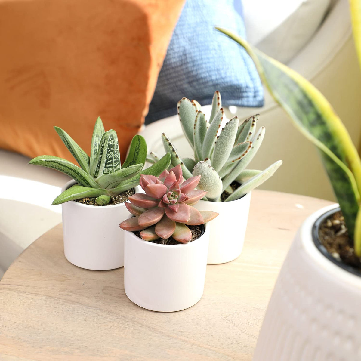 Plants for Pets indoor-outdoor succulents thrive in sunny spots.