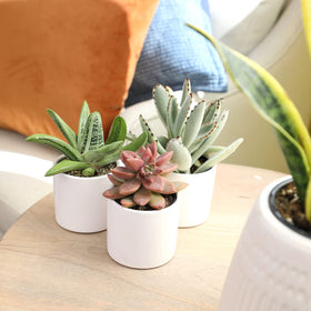 Plants for Pets indoor-outdoor succulents thrive in sunny spots.