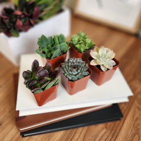 Plants for Pets outdoor indoor transitions succulents adapt to seasonal changes.