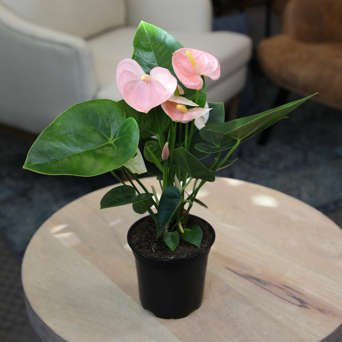 Plants for Pets indoor tropical plant fit for tabletops and shelves.