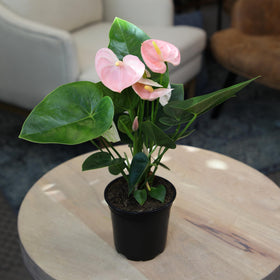 Plants for Pets indoor tropical plant fit for tabletops and shelves.