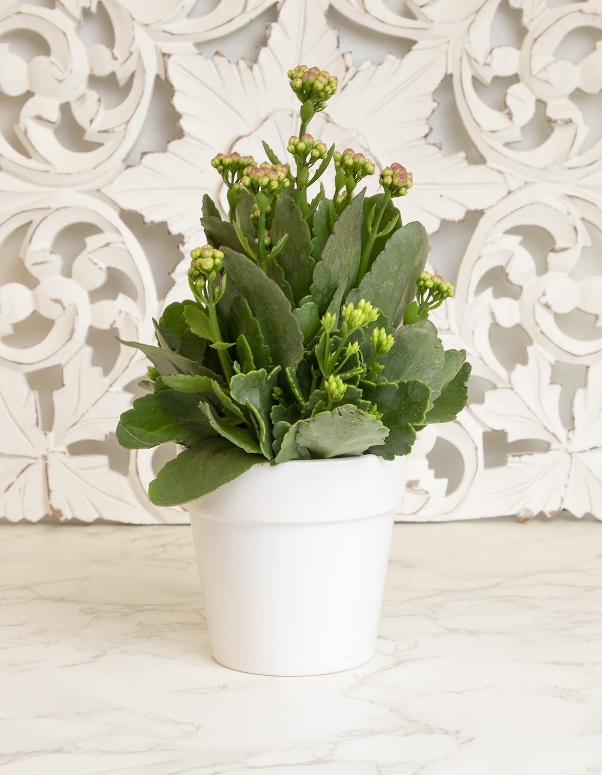 Plants for Pets Kalanchoe colorful blooms in yellow white red and orange