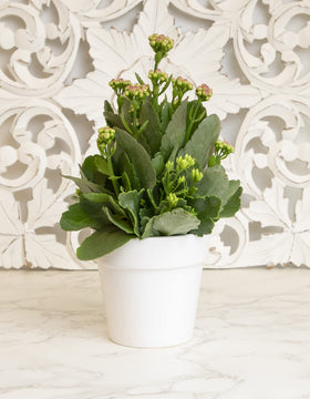 Plants for Pets Kalanchoe colorful blooms in yellow white red and orange