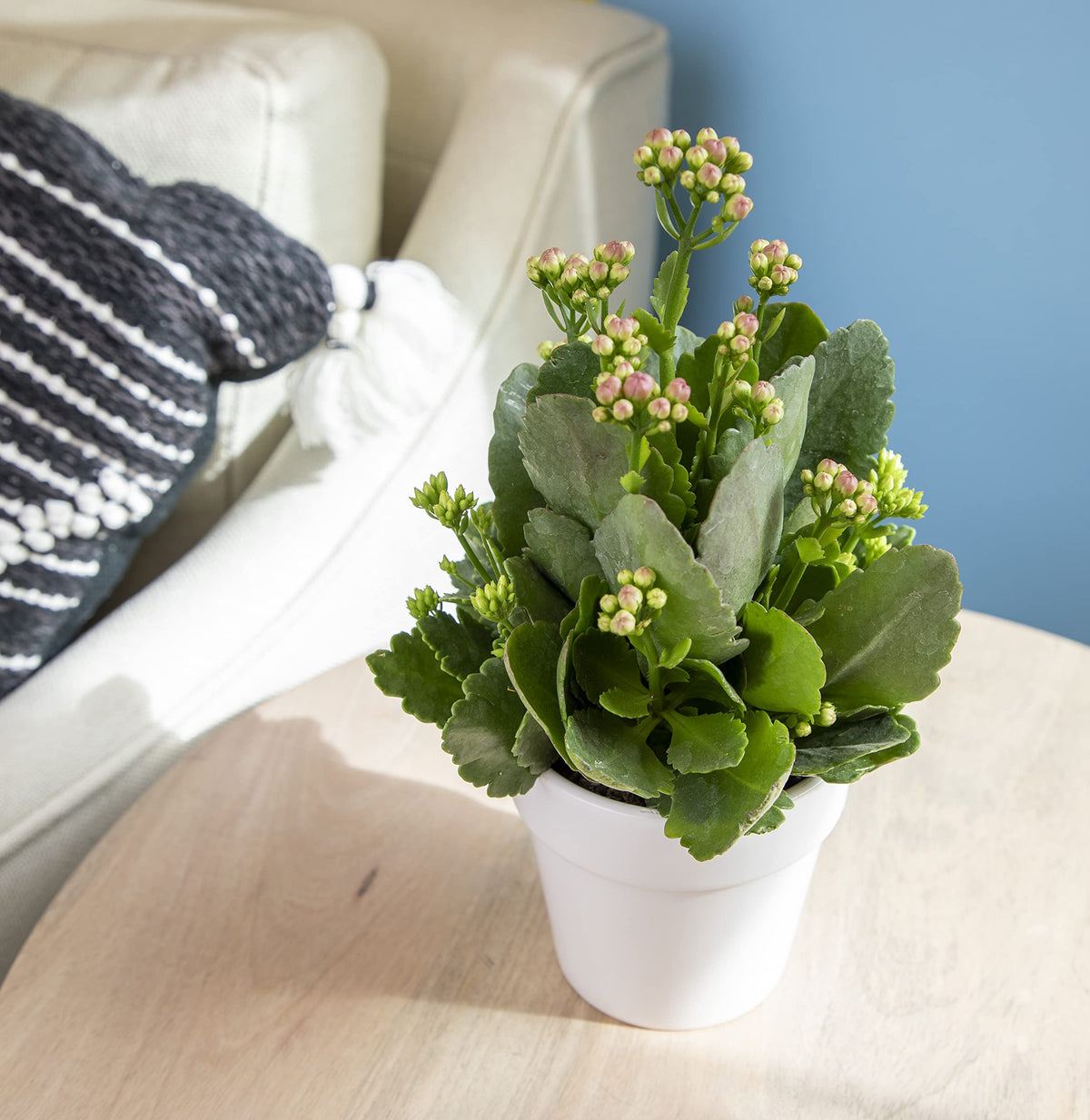 Plants for Pets Kalanchoe with dark green scalloped leaves for natural decor
