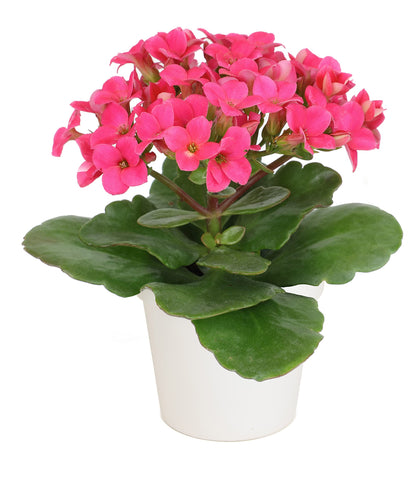 Plants for Pets Kalanchoe flowering clusters in white pot for bright indoor color
